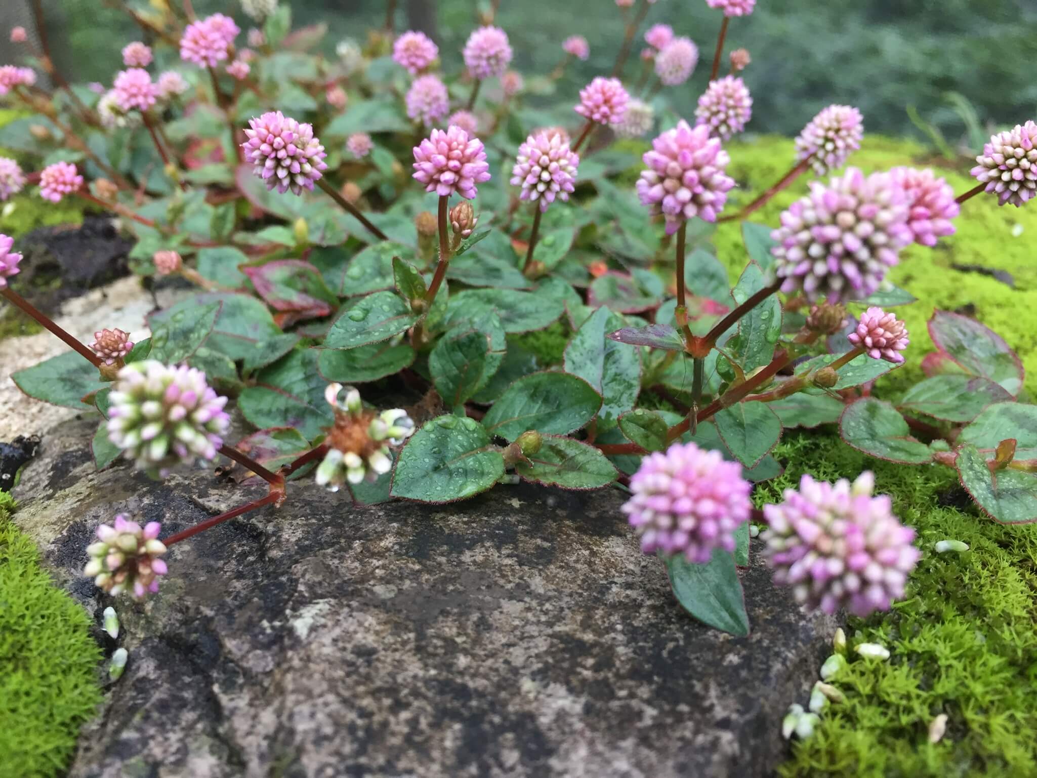 image with wild flowers
