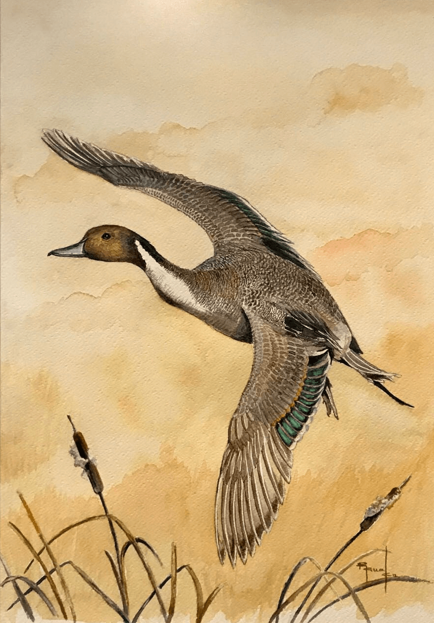 Pato cielo amarillo