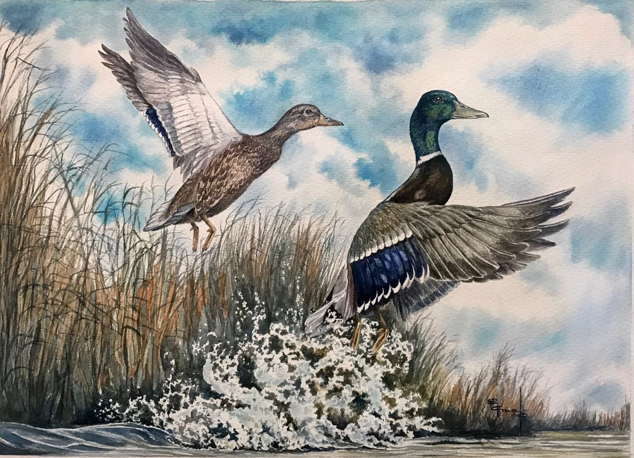Pintura de patos levantando vuelo
